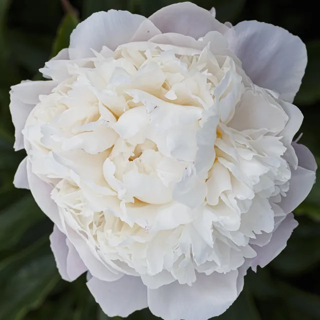 Bakker Pivoine Lactiflora Fleur de Pêcher pot Ø11cm rose