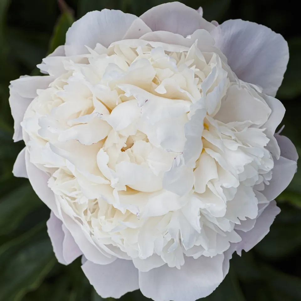 Bakker Pivoine Lactiflora Fleur de Pêcher pot Ø11cm rose