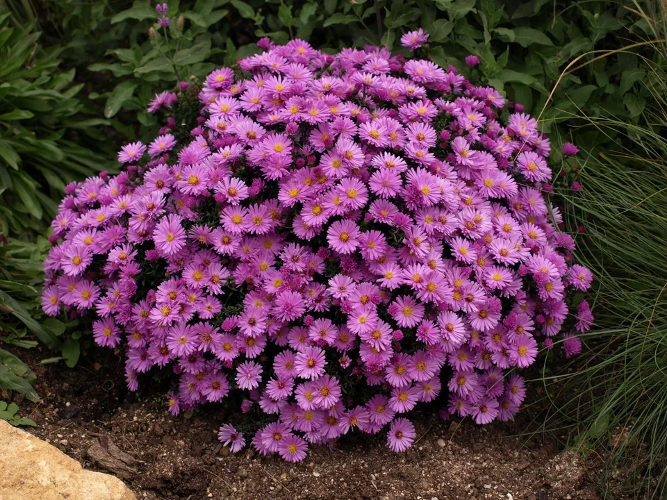 Passion Vivaces Aster dumosus Rosenwitchel plante de jardin godet rose foncé