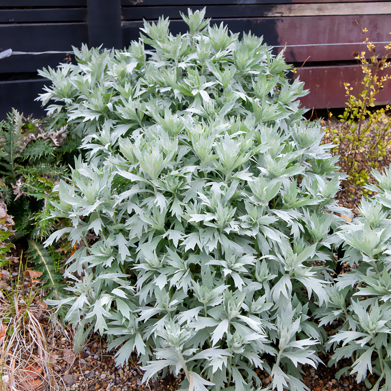 Bakker Vivaces Armoise Valerie Finnis plante vivace pot 9cm argenté