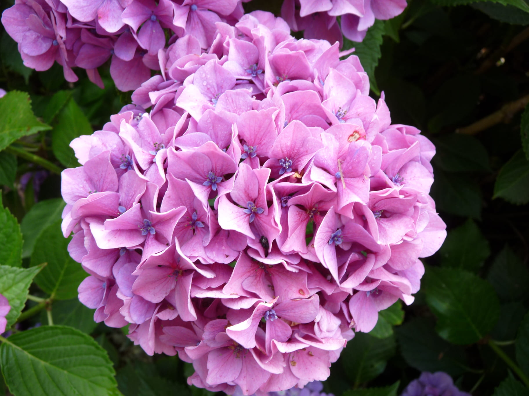 Les Hortensias du Haut Bois Rex hortensia macrophylla fleurs rondes godet