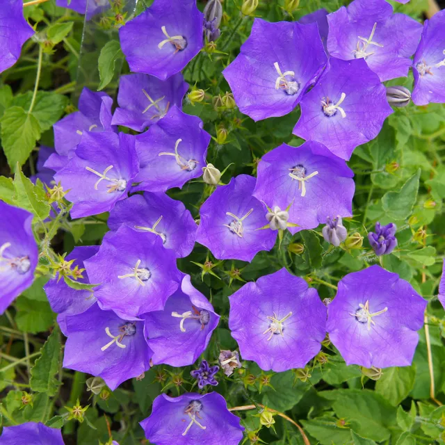 Bakker Campanule bleue Carpates graines 0,25g violette