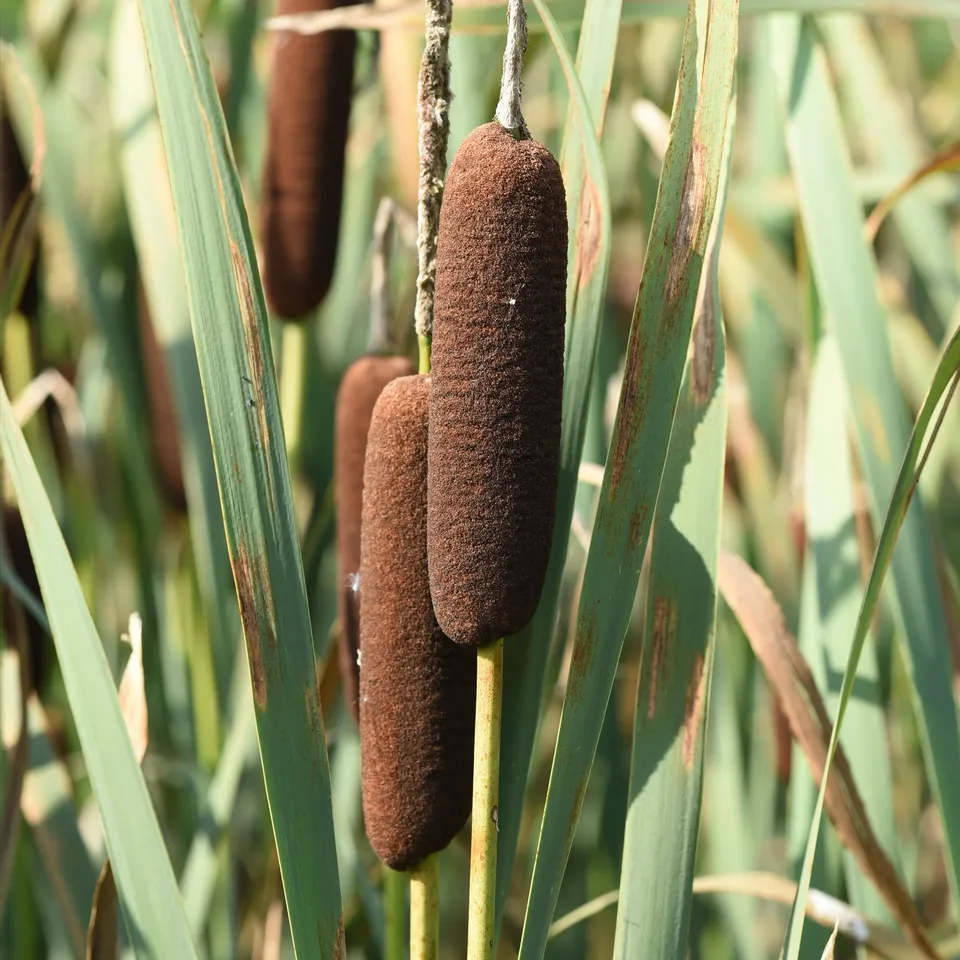 Bakker Massette de Laxmann plante bassin pot Ø 9cm