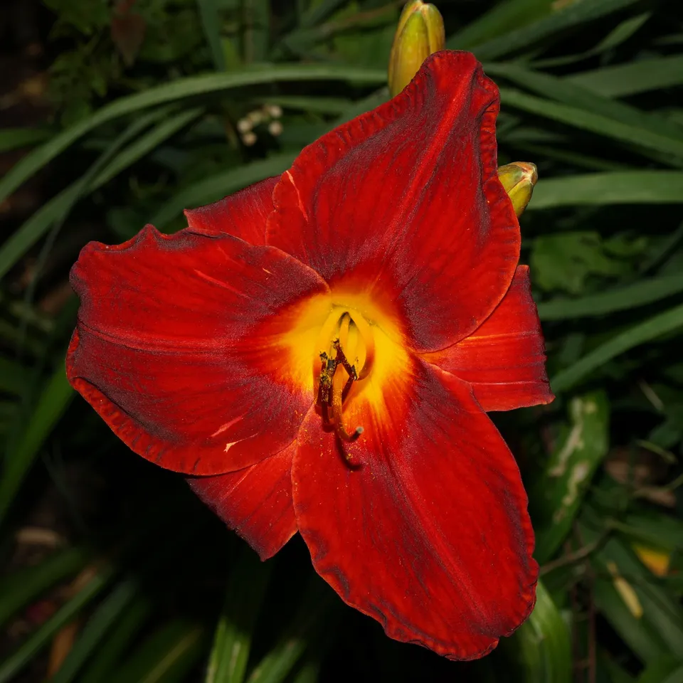 Passion Vivaces Hemerocallis Gentle Dragon hémérocalle pot 1L rouge