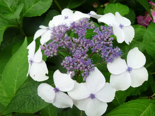 Les Hortensias du Haut Bois Grayswood hortensia serrata fleurs plates