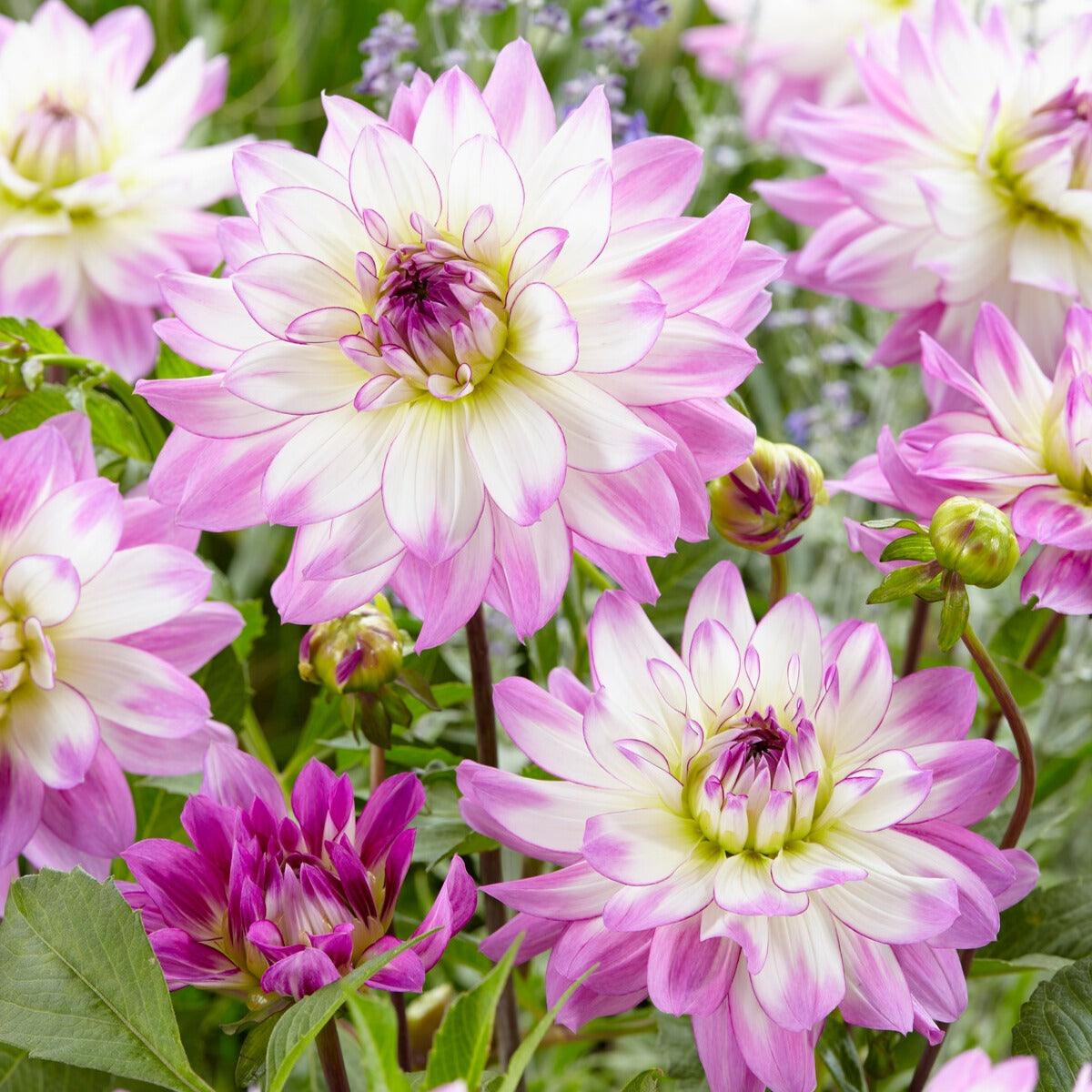 Bakker 5 Grands Dahlias en mélange bulbes calibre I floraison longue