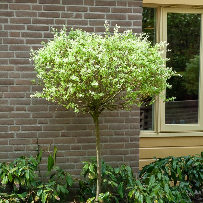 Bakker Hakuro Nishiki saule crevette tige 60cm pot 3L