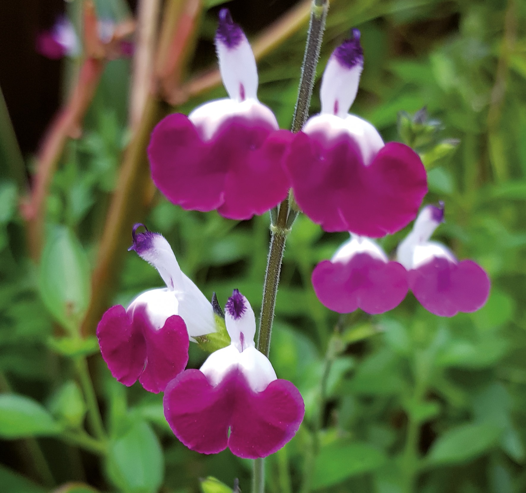 Pépinières Ripoche Salvia greggii Amethyst Lips sauge godet violet-blanc