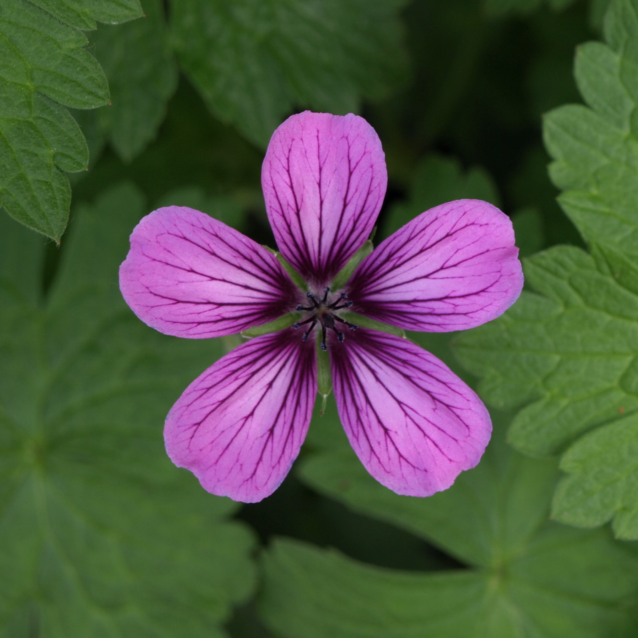 Passion Vivaces Geranium Sue Crug vivace rose godet