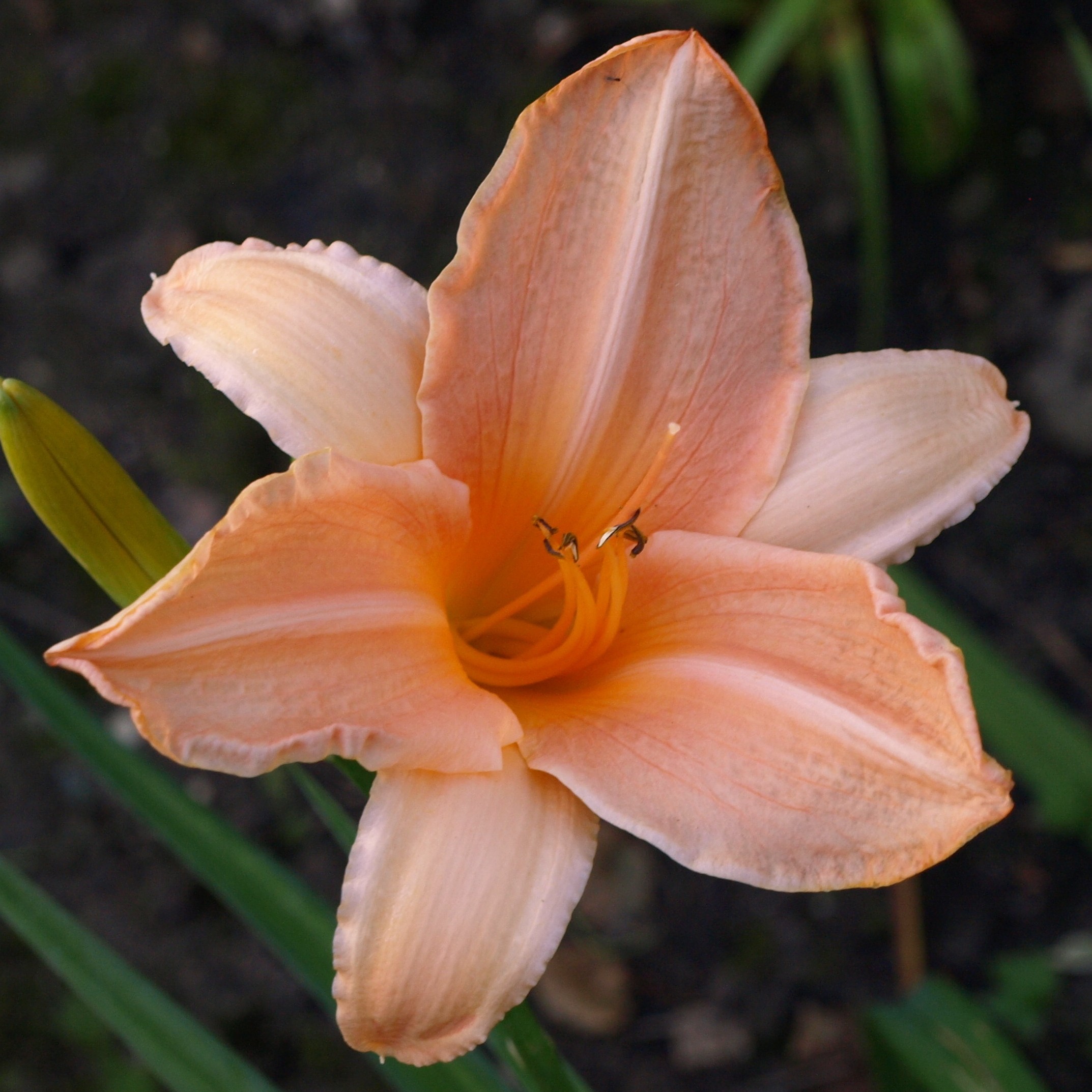 Passion Vivaces Hemerocallis Treasure Shore hémérocalle 1L rose