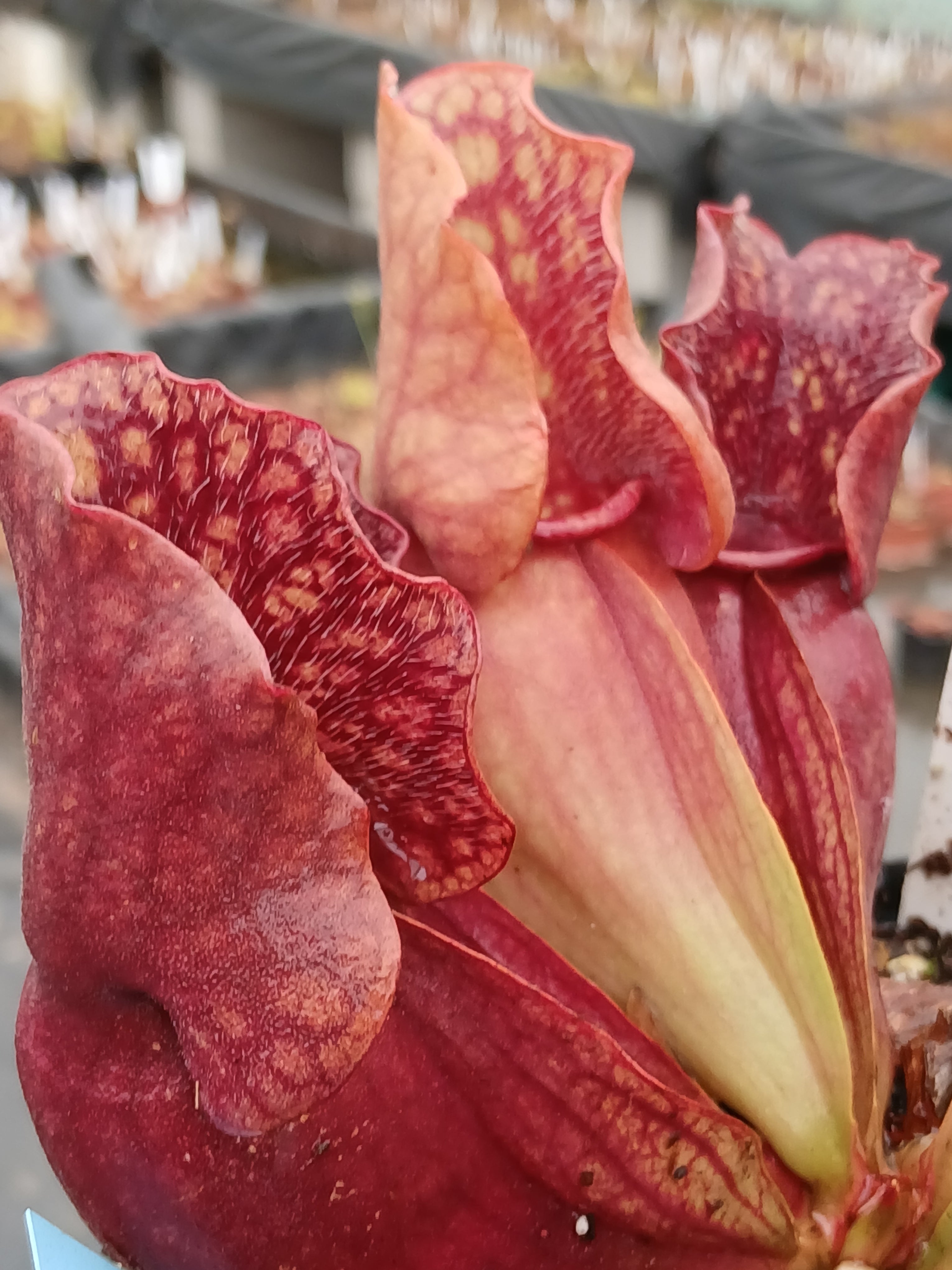 Carniflore Sarracenia purpurea venosa Red Ruffles carnivore