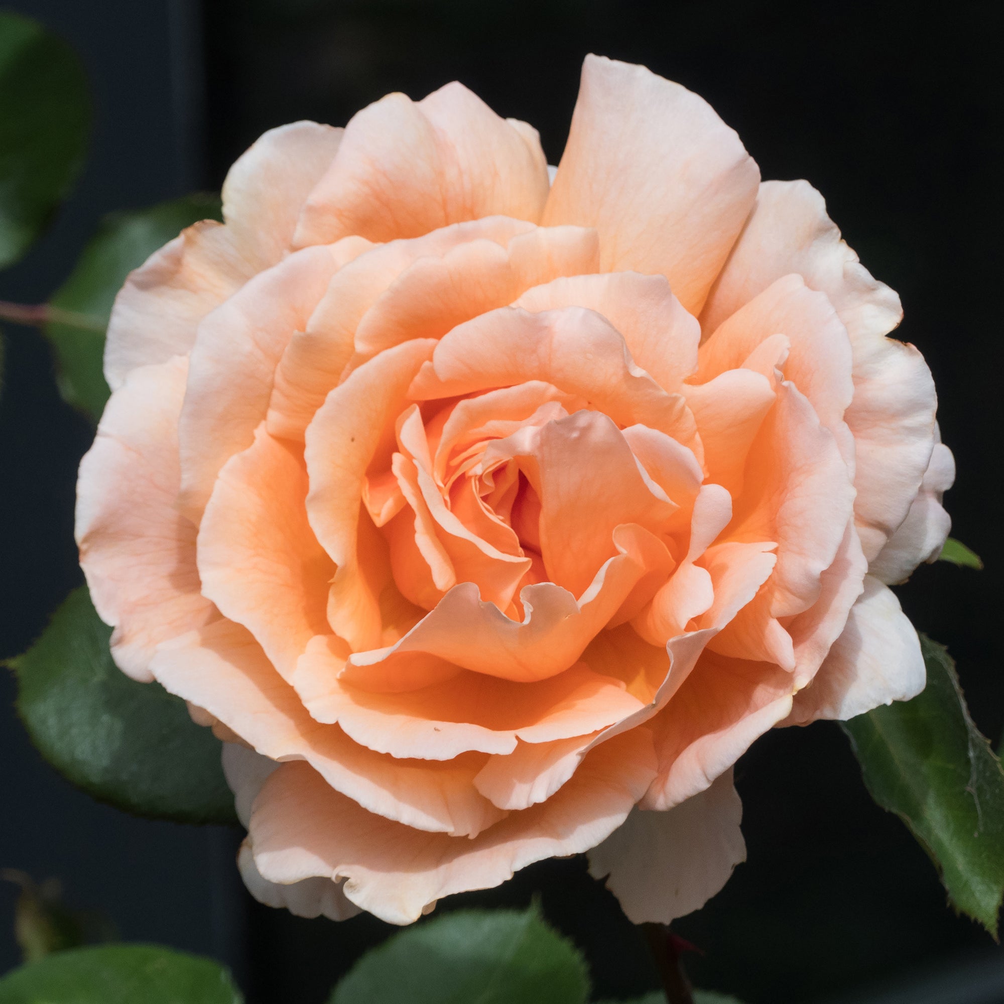 Bakker Just Joey rosier buisson pot 4L fleur saumon parfumé