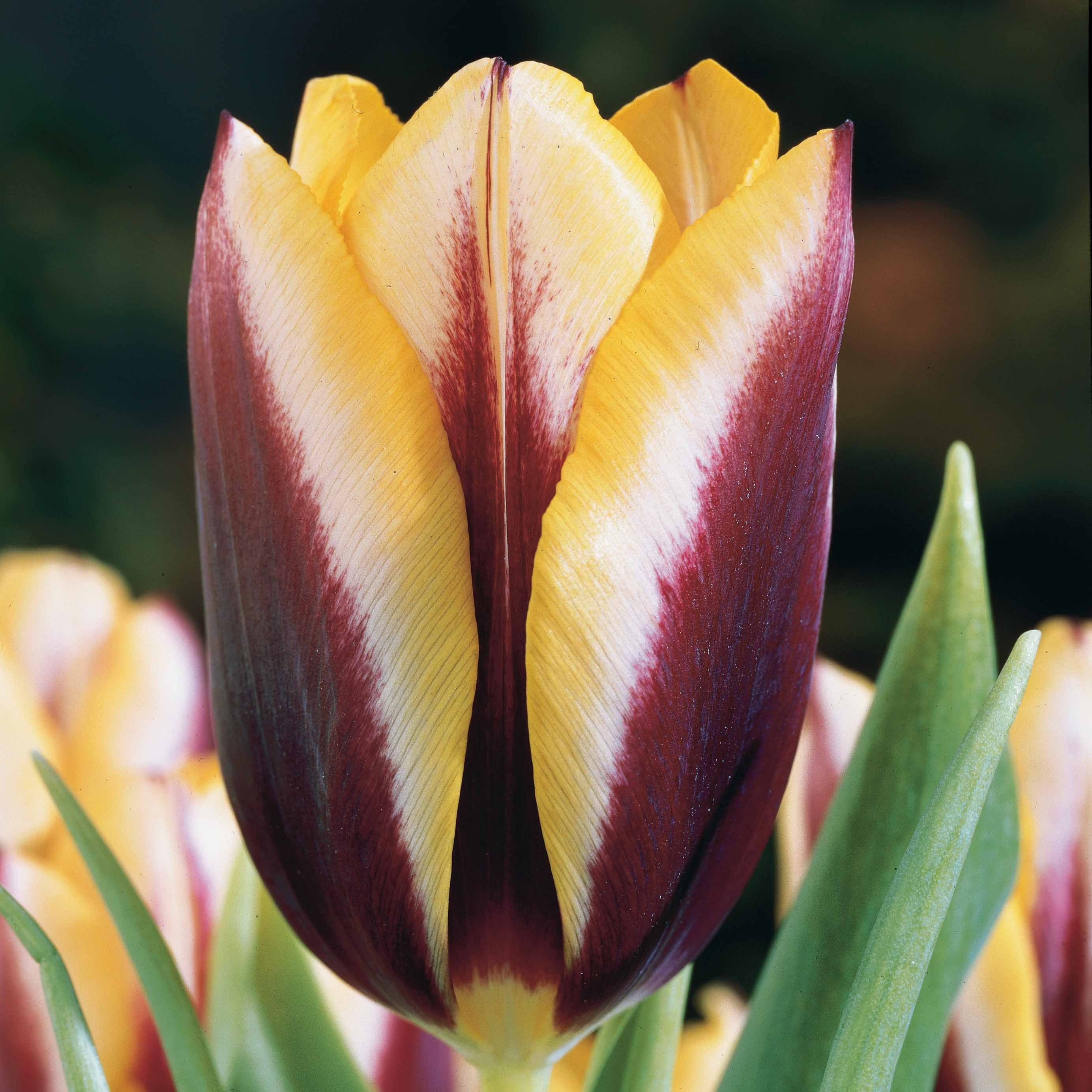 Bakker Tulipe Gavota bulbe fleur sachet 10 bordeaux jaune