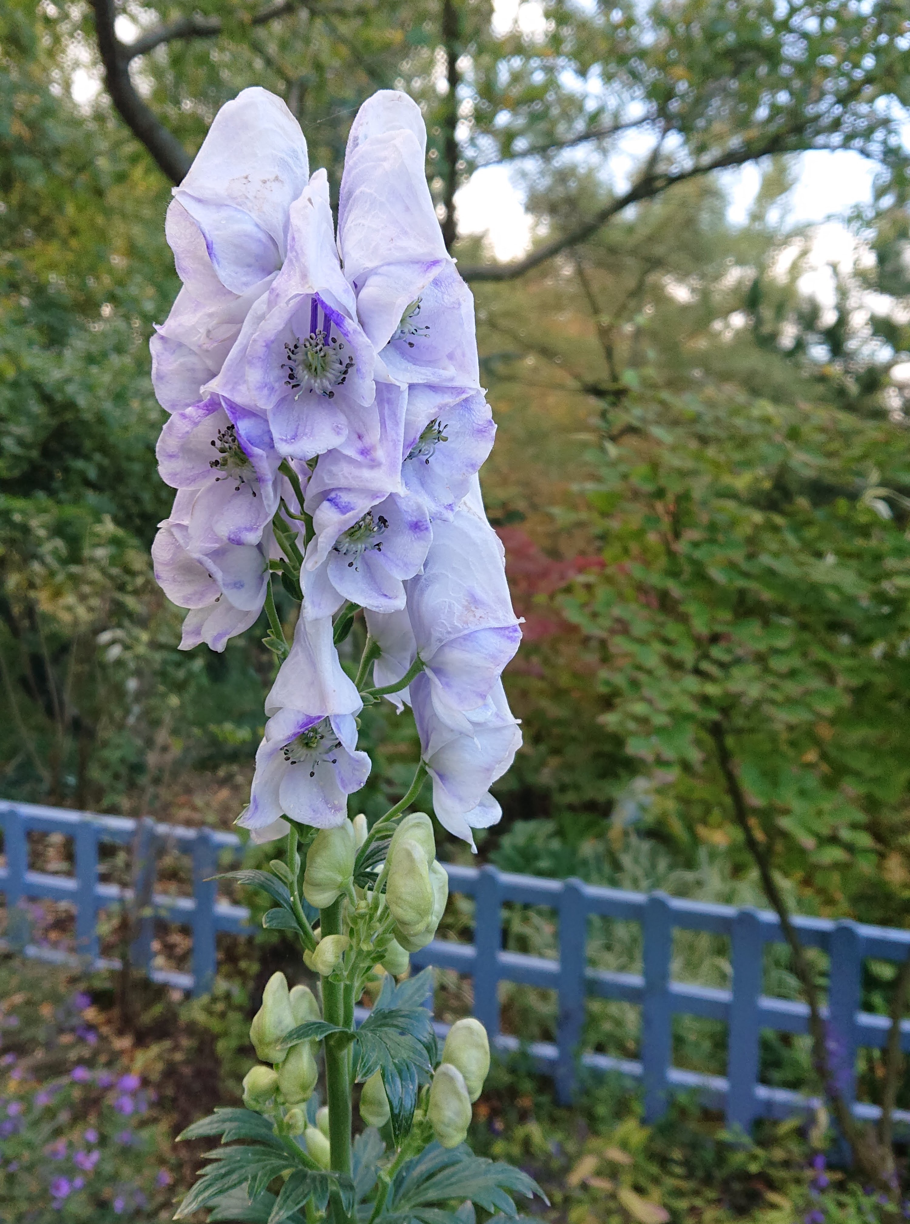 Passion Vivaces Aconitum aconit vivace pot ou godet fleur bleue