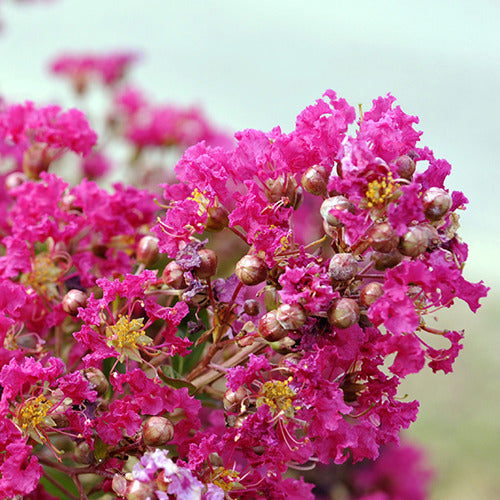 Bakker Lilas des Indes Mimie Fuchsia arbuste pot 2 L