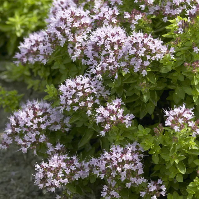 Bakker Origan Compact aromatique pot Ø 9cm vivace