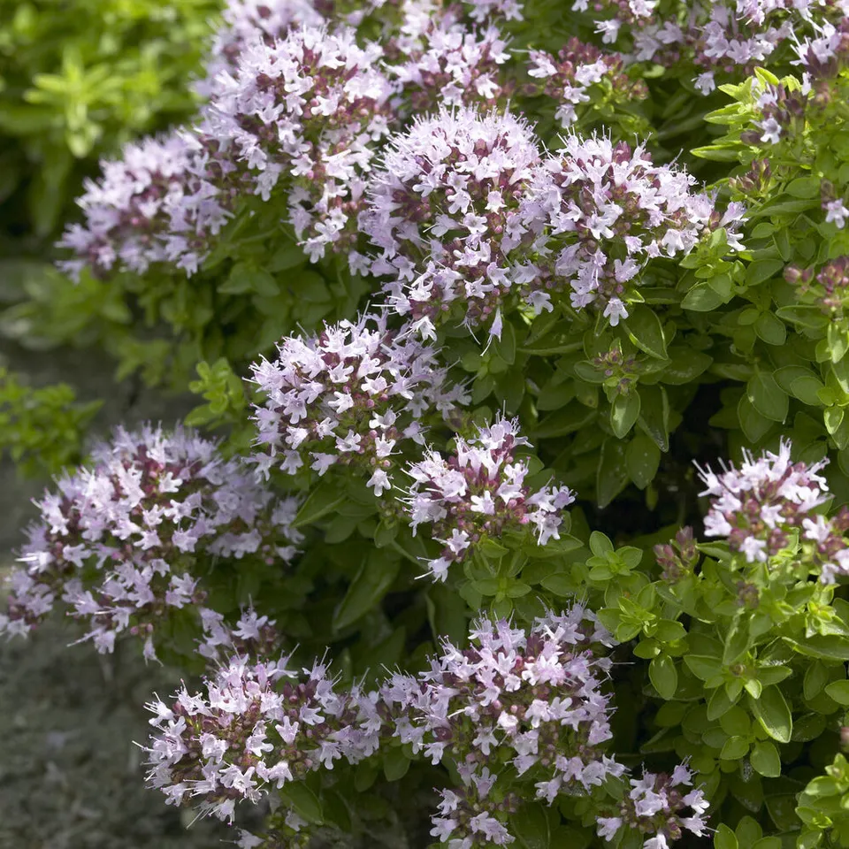 Bakker Origan Compact aromatique pot Ø 9cm vivace