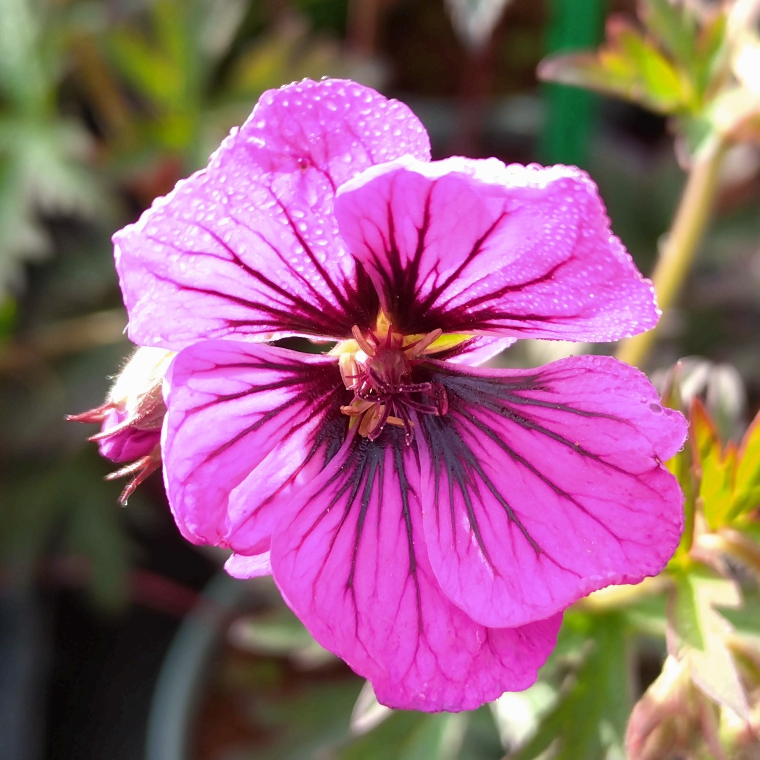 Passion Vivaces Geranium Dark Eyes plante pot 1L rose magenta