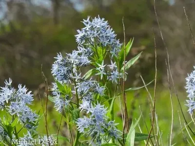 Passion Vivaces Amsonia ciliata plante vivace pot 1L bleu ciel
