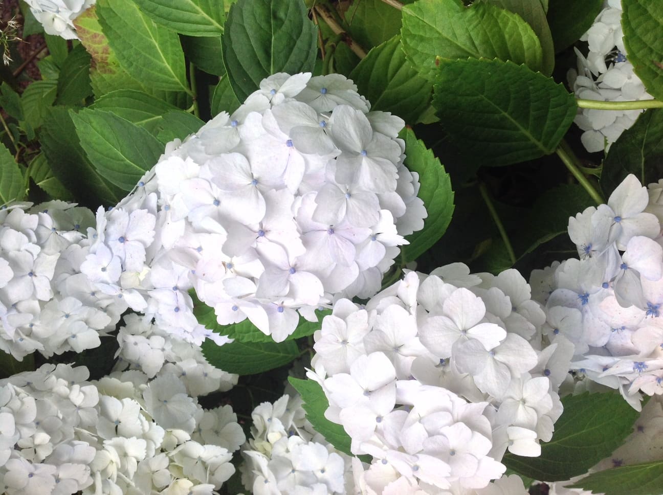 Les Hortensias du Haut Bois Le cygne hortensia boule blanc godet