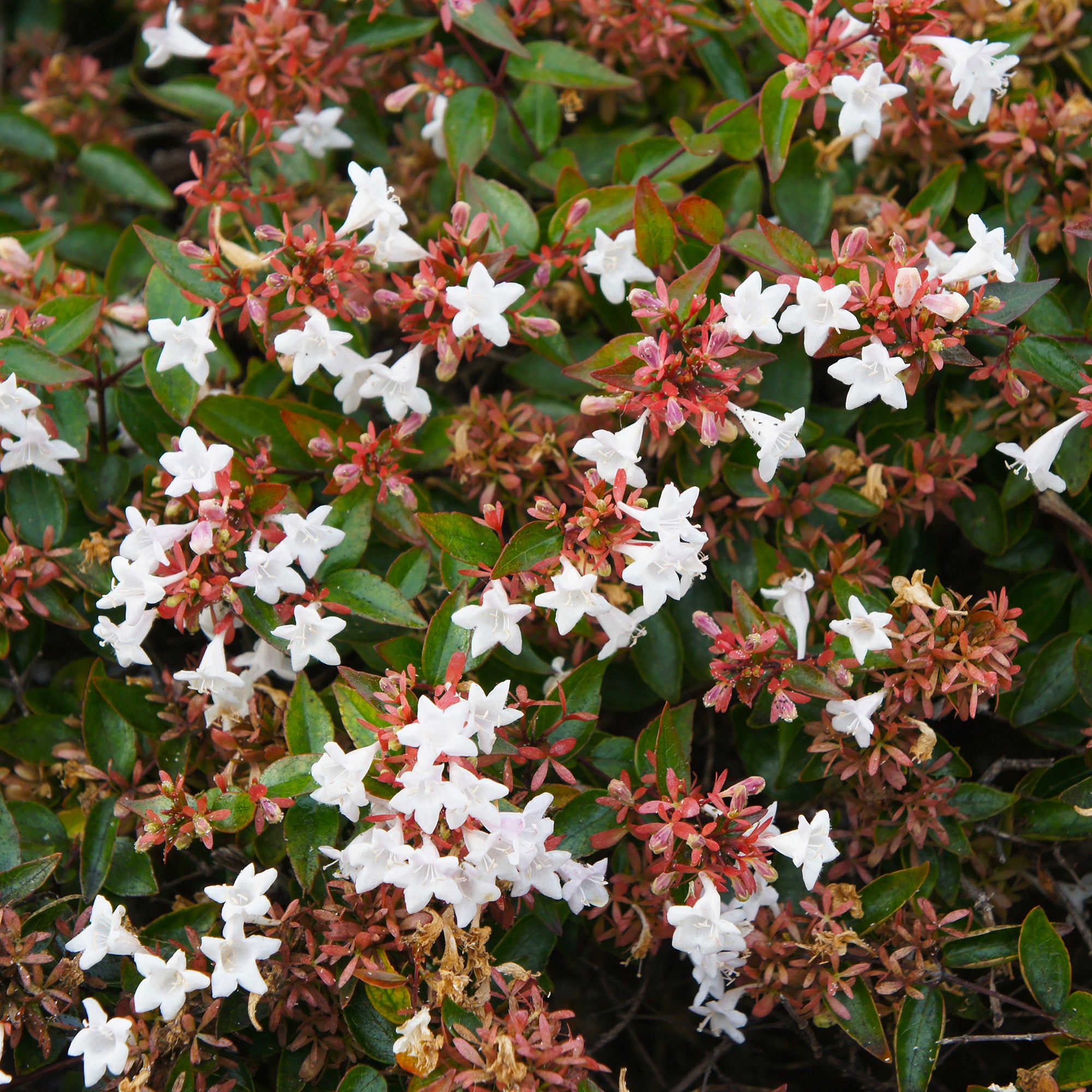 Bakker Grandiflora abélia blanc arbuste pot 2L