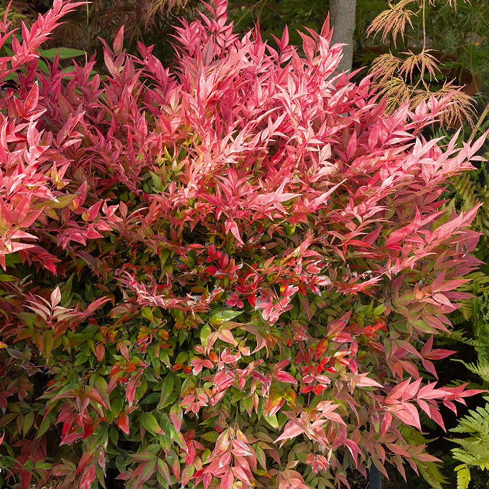Bakker Bambou sacré Nandina arbuste pot 2L 25-30cm cuivre