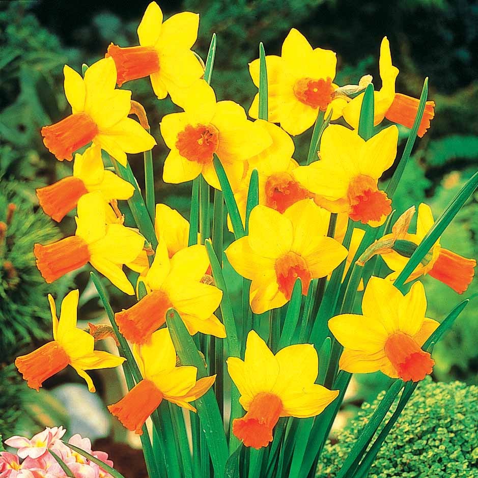Bakker Collection 30 mini Narcisses bulbes Jet Fire sachet 30