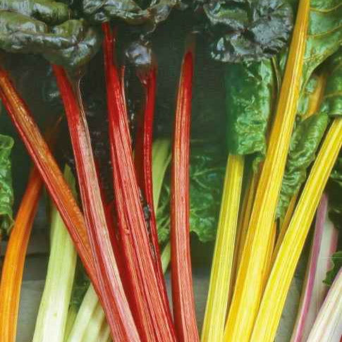 Bakker Poirées à cardes colorées graines 15 g
