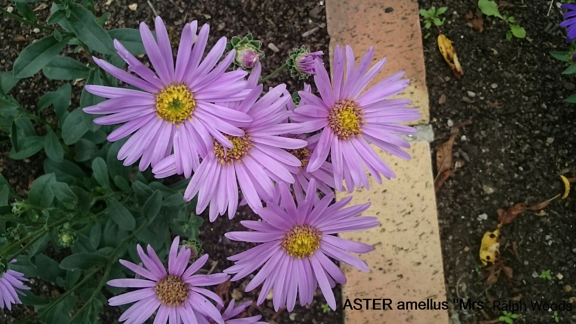 Passion Vivaces Aster Mrs Ralph Woods plante vivace godet rose