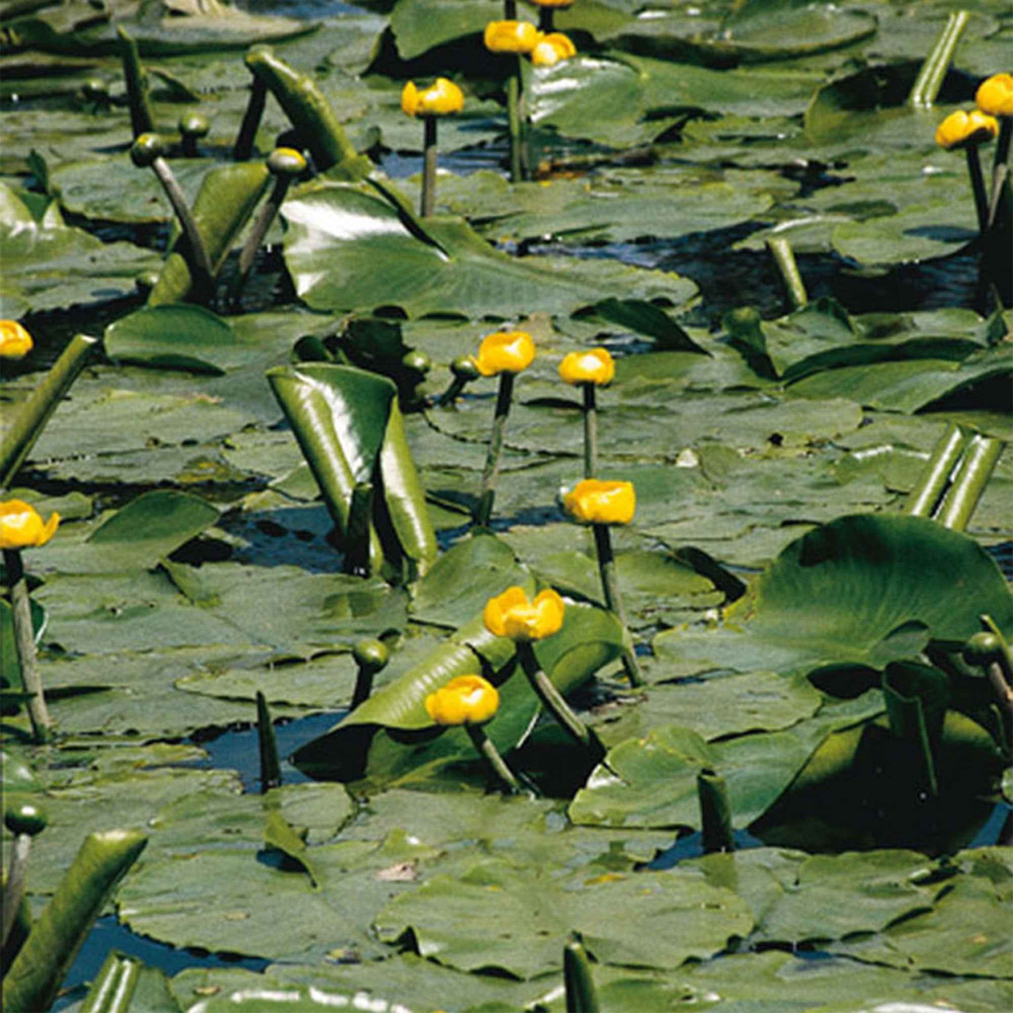 Bakker Bassin Nénuphar commun Nuphar lutea pot Ø 9cm jaune