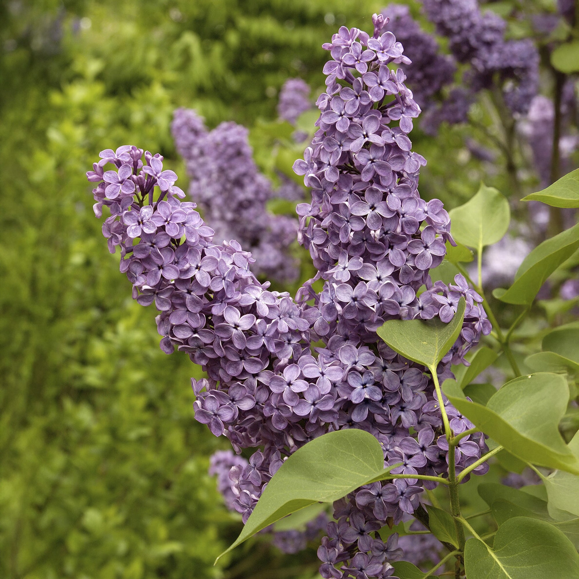 Bakker Lilas commun violet parfumé 2 pots 2-3 branches