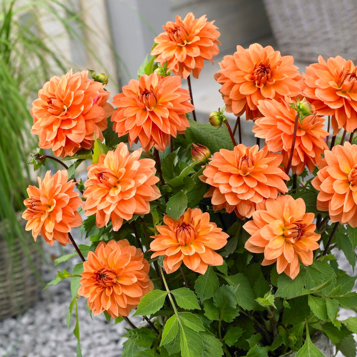 Bakker 5 Dahlias en mélange bulbe calibre I multicolore