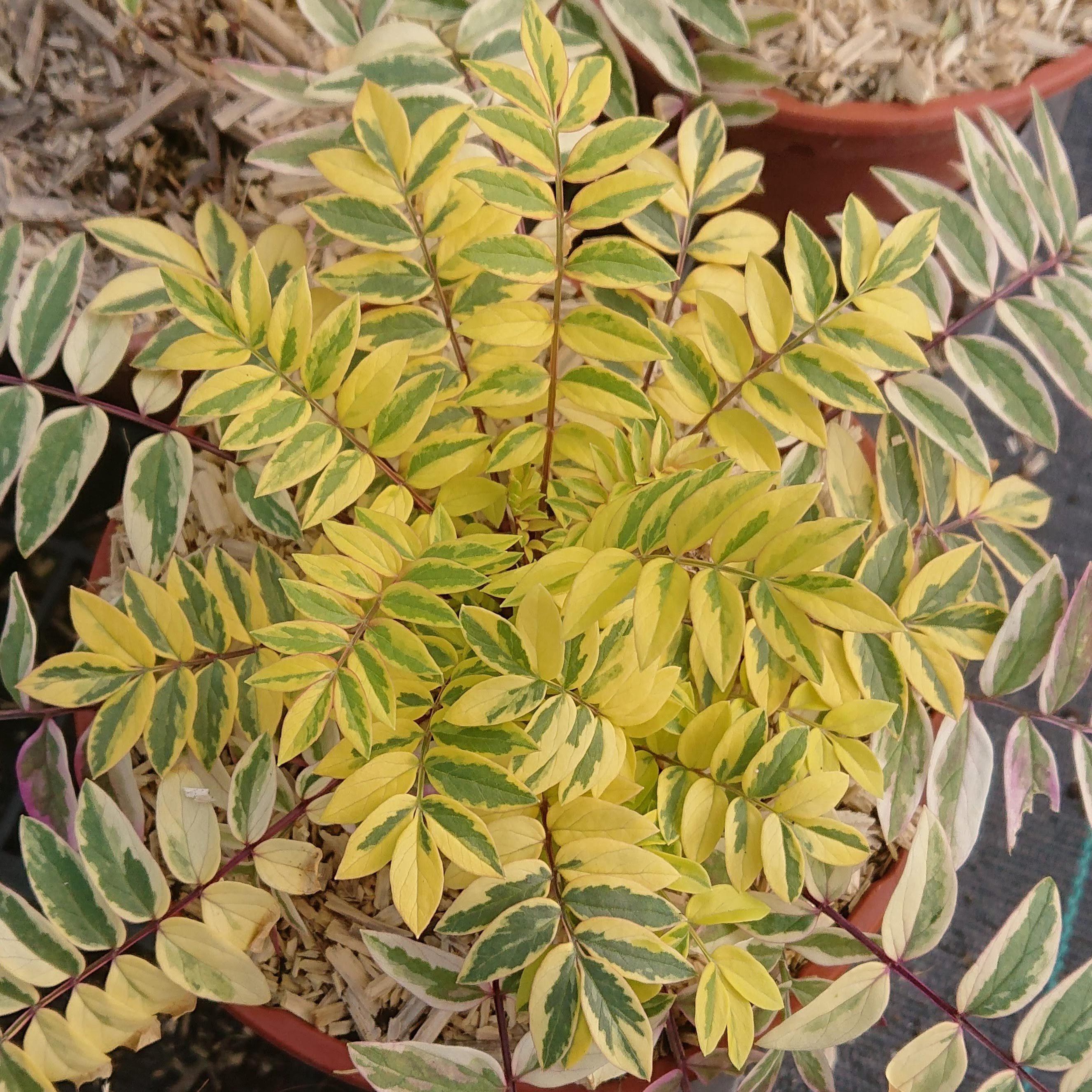 Passion Vivaces Polemonium Golden Feathers vivace godet