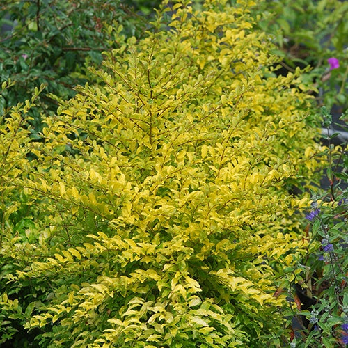 Bakker Troène de Chine Sunshine arbuste pot 3L jaune 20cm