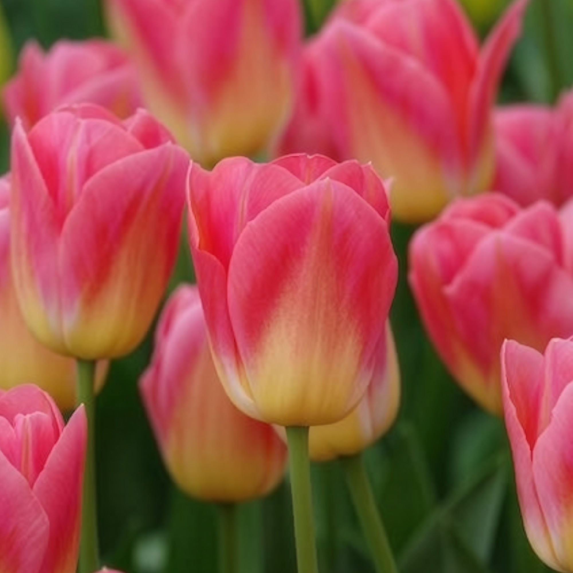 Bakker Tulipes Triomphe Tom Pouce bulbes 7 rose parfumée