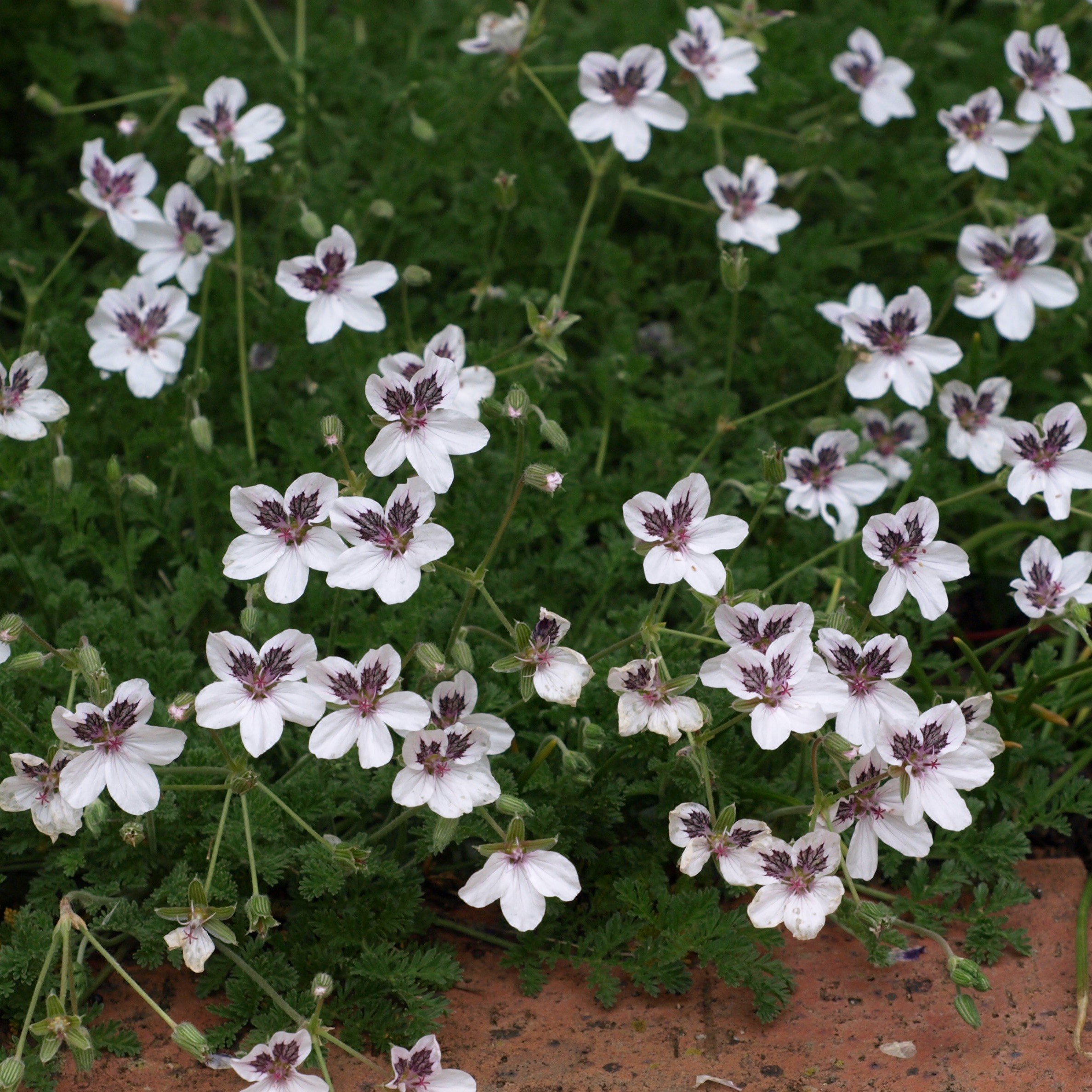 Passion Vivaces Erodium Stéphanie vivace pot 1 L fleurs blanches