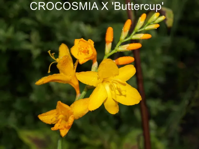 Passion Vivaces CROCOSMIA Buttercup vivace godet jaune orangé