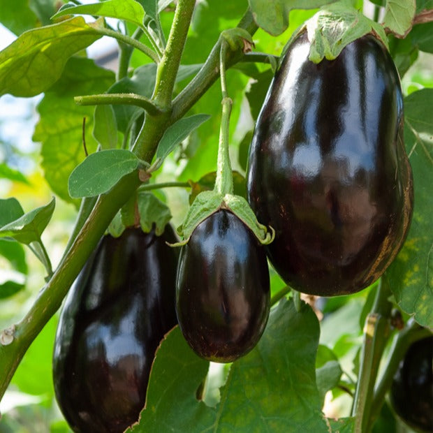 Bakker Bonica F1 aubergine sachet 0,2g violette précoce