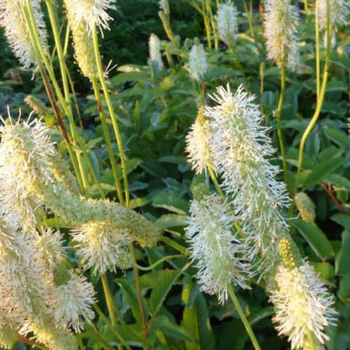 Bakker Plantes vivaces Pimprenelle du Canada vivace pot Ø 9cm blanc