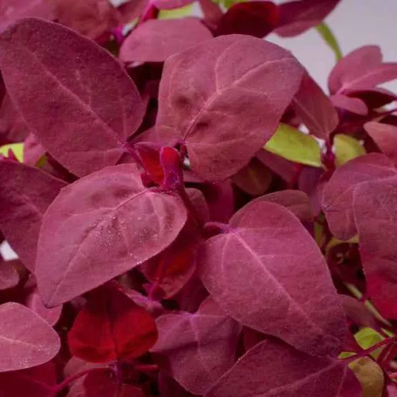 Bakker Potager Arroche rouge Red Flash sachet 1g