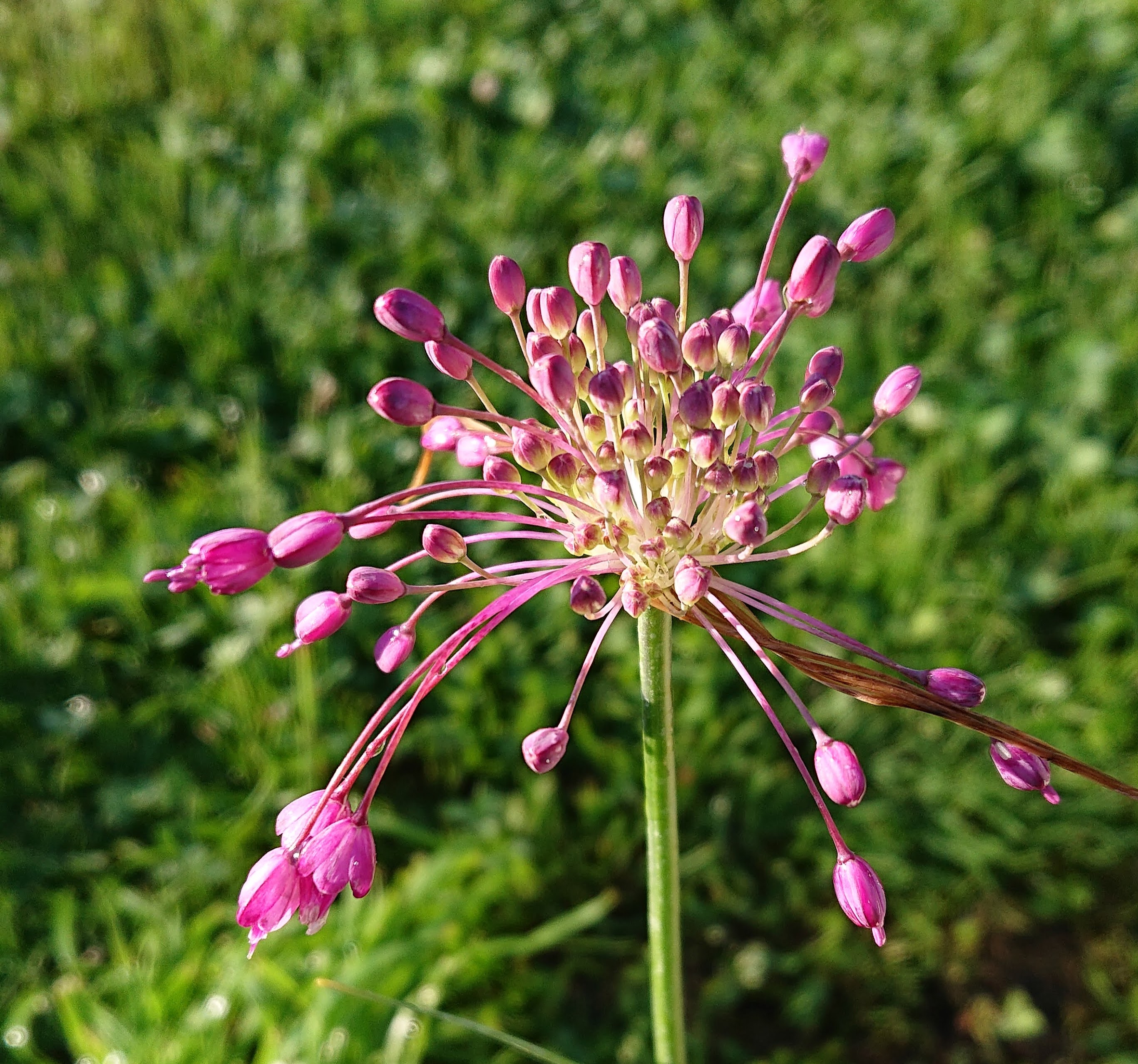 Passion Vivaces Allium carinatum pulchellum ail rose clochettes