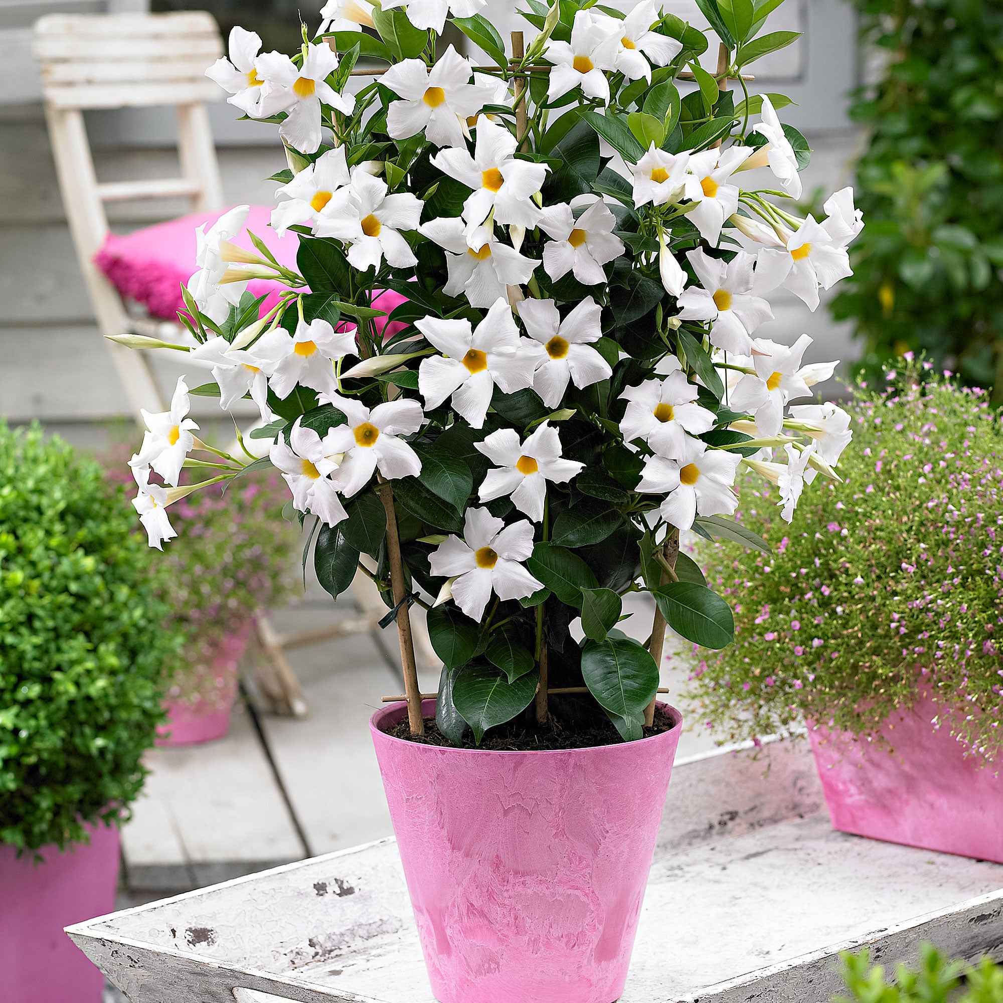 Bakker Jasmin du Brésil plante grimpante pot Ø10,5cm blanc