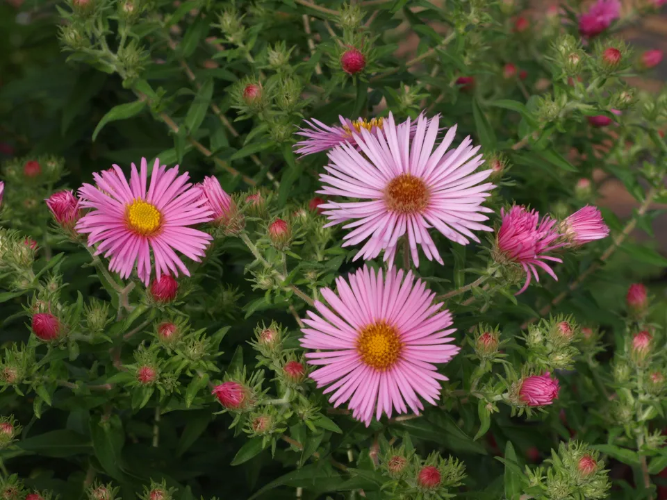 Passion Vivaces aster Madame Loyau plante vivace godet rose clair