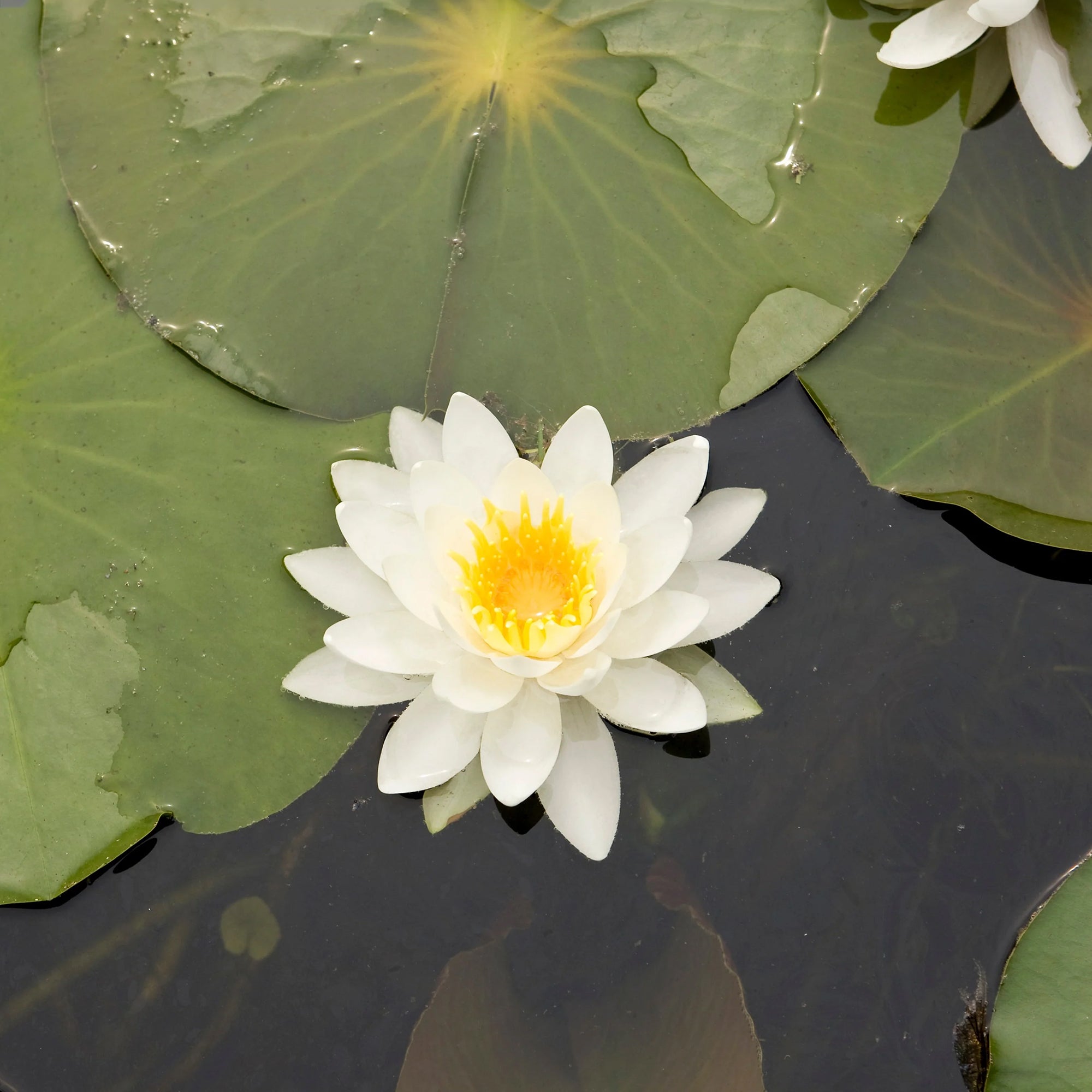 Bakker Nénuphar nain Nymphéa blanc plante bassin pot Ø9cm