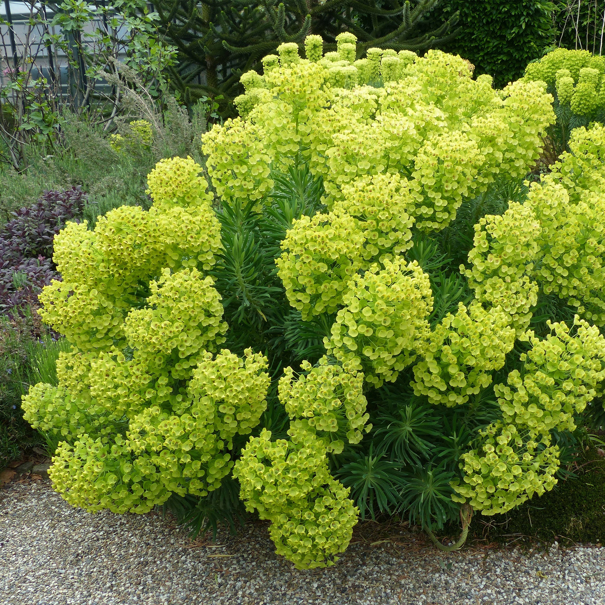 Bakker Euphorbe Wulfenii pot 8cm jaune persistante
