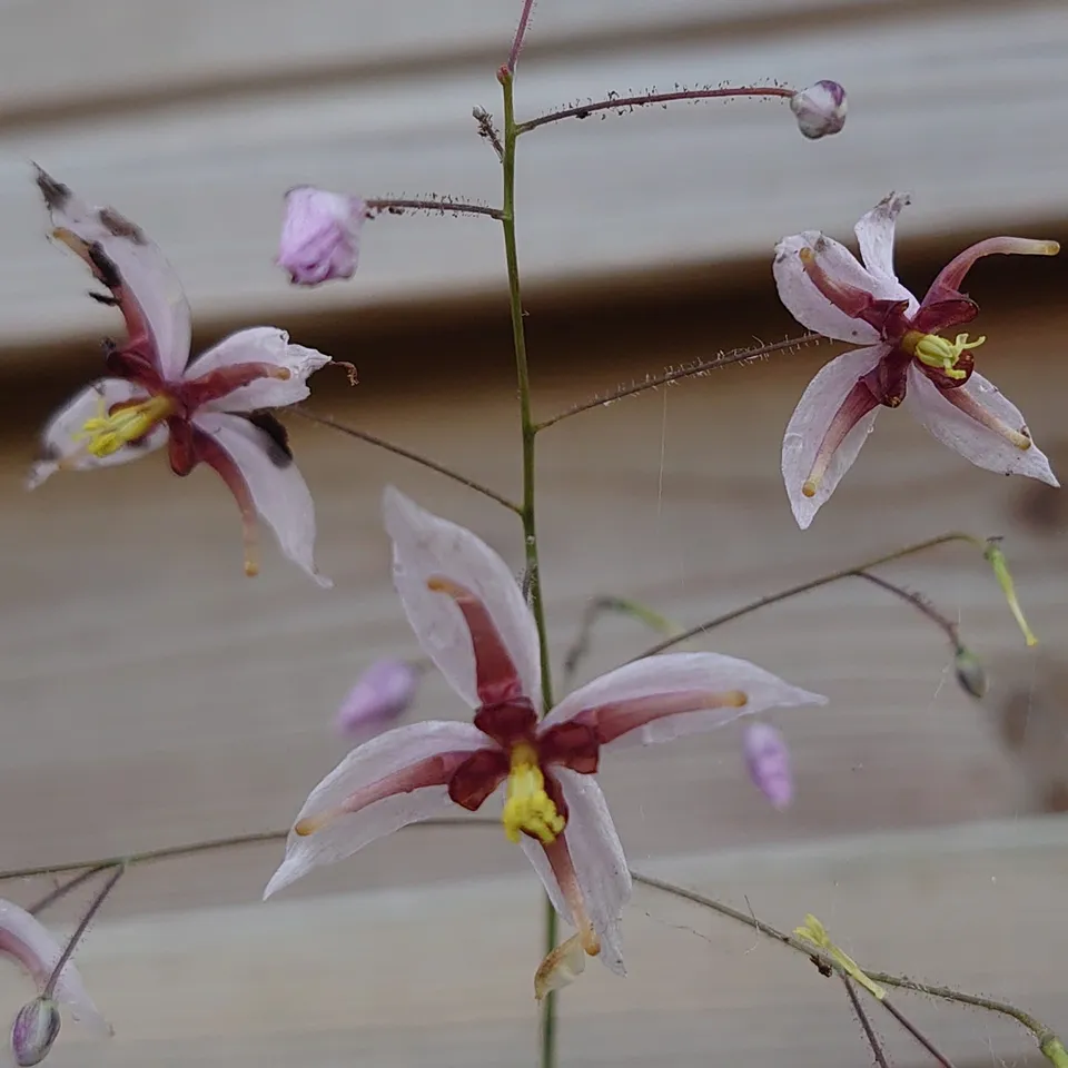 Passion Vivaces Epimedium x Darell plante vivace godet rose