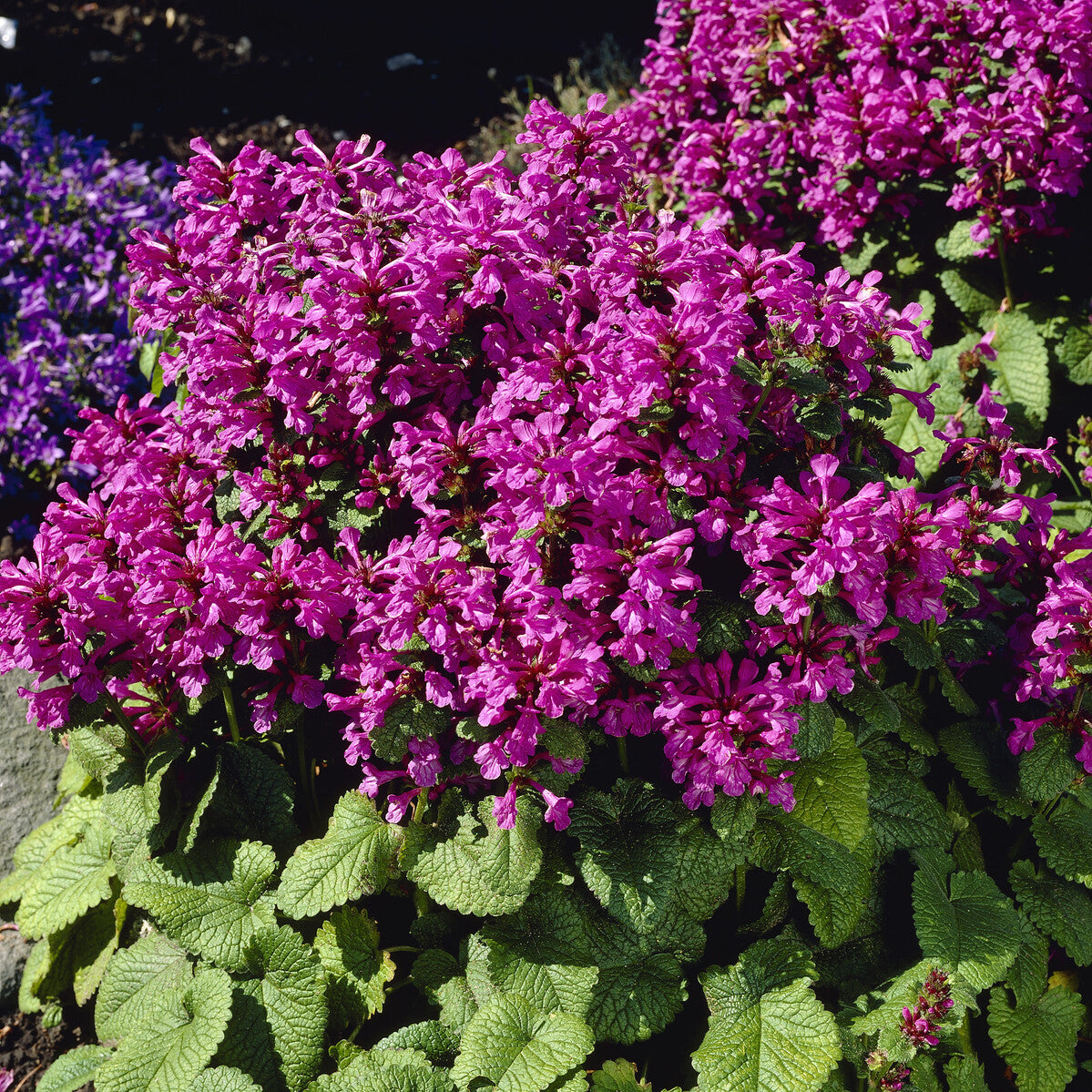 Bakker Superba épiaire grandes fleurs pot 9cm violet