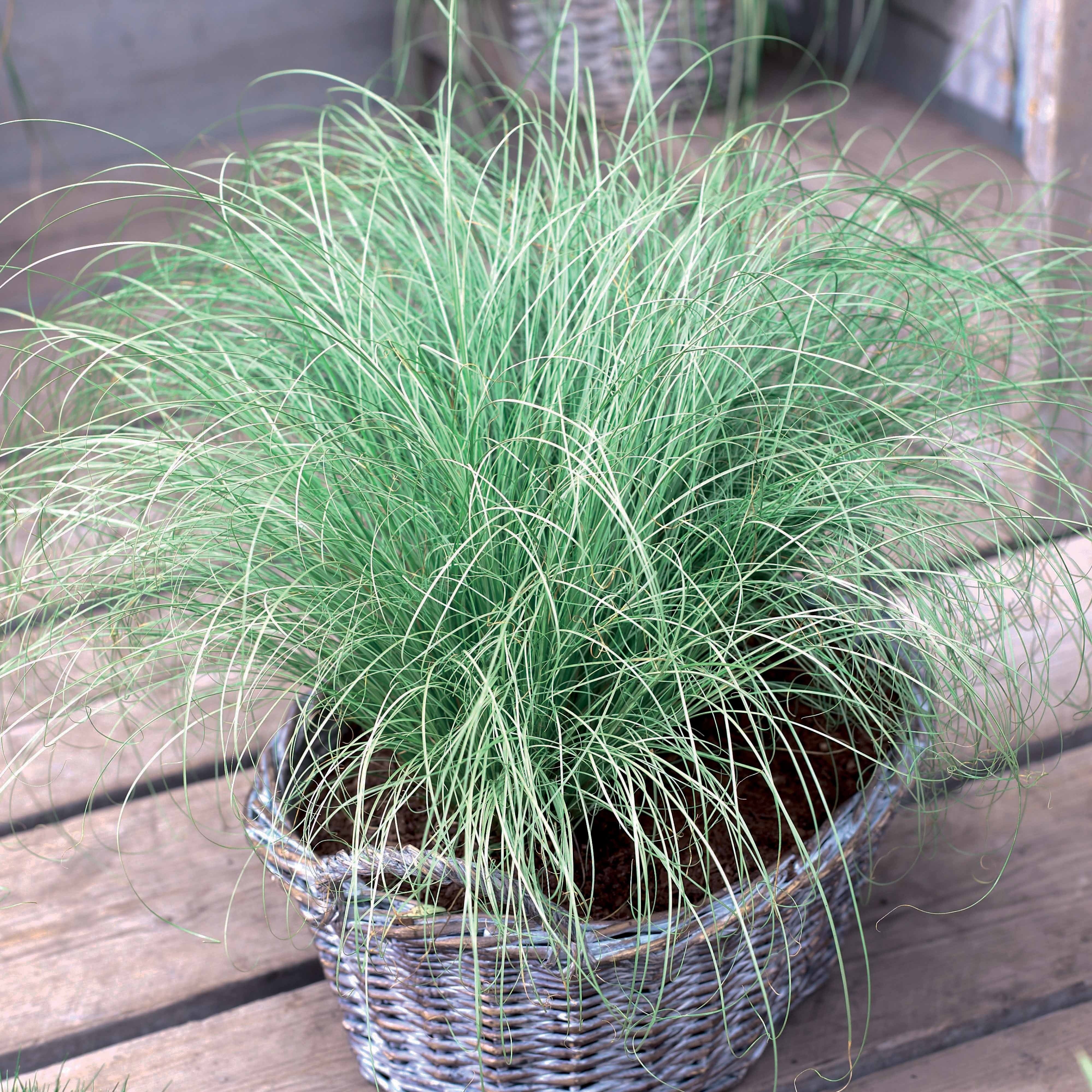 Bakker 3 Graminées colorées vivaces mélange 3 pots Ø9cm