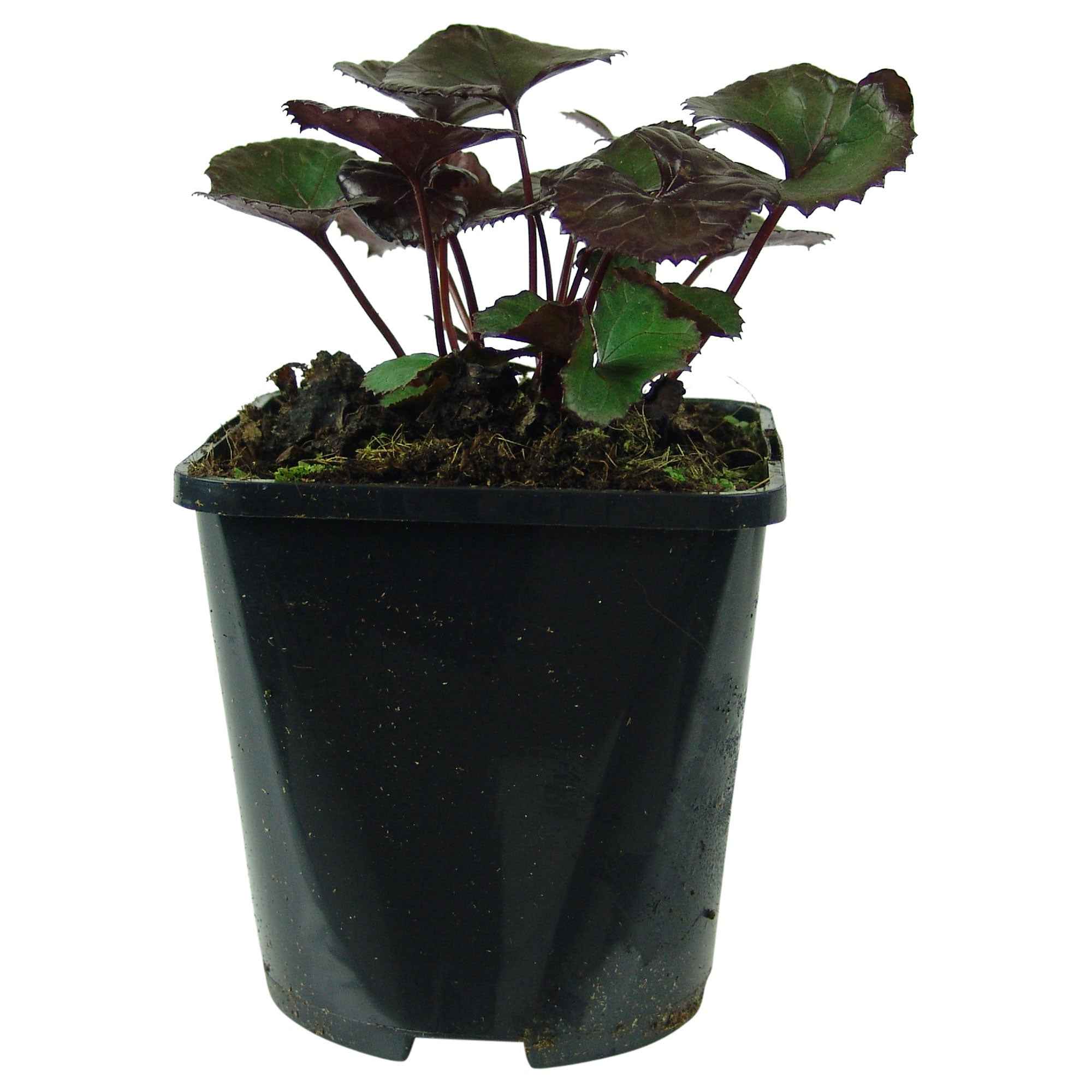 Bakker Pandora ligulaire vivace pot 9cm fleurs jaunes