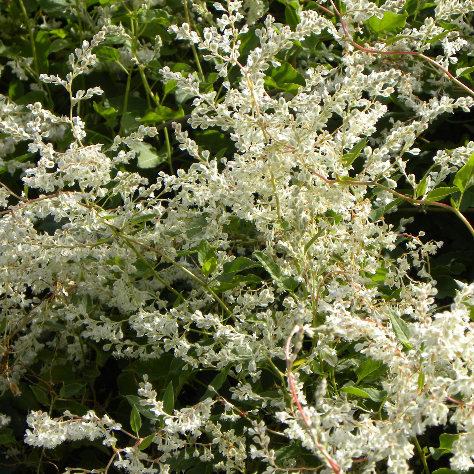 Bakker Renouée Aubert Fallopia plante grimpante pot 1,5L blanc